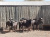 5 X BLOUWILDEBEESBUL/BLUE WILDEBEEST BULL (PER PIECE TO TAKE THE LOT) - 3