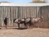 5 X BLOUWILDEBEESBUL/BLUE WILDEBEEST BULL (PER PIECE TO TAKE THE LOT) - 4