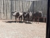 5 X BLOUWILDEBEESBUL/BLUE WILDEBEEST BULL (PER PIECE TO TAKE THE LOT) - 5