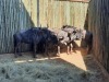 5 X BLOUWILDEBEESBUL /BLUE WILDEBEEST BULL (PER PIECE TO TAKE THE LOT) - 2