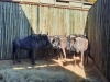 5 X BLOUWILDEBEESBUL /BLUE WILDEBEEST BULL (PER PIECE TO TAKE THE LOT) - 3