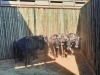 5 X BLOUWILDEBEESBUL /BLUE WILDEBEEST BULL (PER PIECE TO TAKE THE LOT) - 4