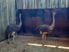 3 X VOLSTRUIS/OSTRICH (PER PIECE TO TAKE THE LOT) - 2