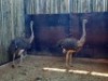3 X VOLSTRUIS/OSTRICH (PER PIECE TO TAKE THE LOT) - 2