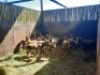 11 X BLESBOKOOI/BLESBUCK EWE (PER PIECE TO TAKE THE LOT) - 7