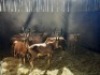 11 X BLESBOKOOI/BLESBUCK EWE (PER PIECE TO TAKE THE LOT) - 8