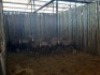 11 X BLESBOKOOI/BLESBUCK EWE (PER PIECE TO TAKE THE LOT) - 3