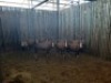 11 X BLESBOKOOI/BLESBUCK EWE (PER PIECE TO TAKE THE LOT) - 4