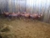 11 X BLESBOKOOI/BLESBUCK EWE (PER PIECE TO TAKE THE LOT) - 5