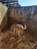 1 X SEBRA/ HINGS /ZEBRA STALLION - 2