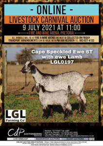 1 + 1 X CAPE SKILDER GOAT EWE LGL FARMING CO - CAPE SKILDER