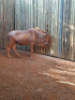 1 X &nbsp;GOUE WILDEBEESBUL/ GOLDEN WILDEBEEST B - 2