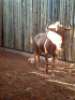 1 X &nbsp;GOUE WILDEBEESBUL/ GOLDEN WILDEBEEST B - 3