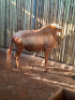 1 X &nbsp;GOUE WILDEBEESBUL/ GOLDEN WILDEBEEST B - 4
