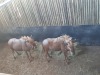 2 X GOUE WILDEBEESKOEI/ GOLDEN WILDEBEEST COW (PER STUK OM LOT TE NEEM) - 2