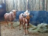 2 X GOUE WILDEBEESKOEI/ GOLDEN WILDEBEEST COW (PER STUK OM LOT TE NEEM) - 3