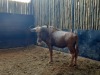 1 X GOUE WILDEBEESBUL/ GOLDEN WILDEBEEST BULL - 2