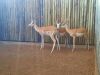 1 X WHITE FLANK ROOIBOKRAM /IMPALA RAM - ADULT - 2