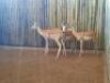 1 X WHITE FLANK ROOIBOKRAM /IMPALA RAM - ADULT - 2