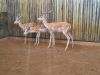 1 X WHITE FLANK ROOIBOKRAM /IMPALA RAM - ADULT - 3