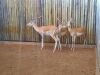 2 X WHITE FLANK ROOIBOKRAM/IMPALA RAM - KNYPKOPPE (PER STUK OM LOT TE NEEM) - 2