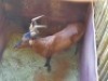 1 X ROOIHARTBEESBUL/RED HEARTBEES BULL - 2