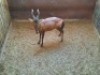 1 X ROOIHARTBEESBUL /RED HEARTBEES BULL - 2