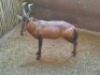 1 X ROOIHARTBEESBUL /RED HEARTBEES BULL - 3