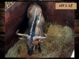 1 X BLOUWILDEBEESBUL/BLUE WILDEBEEST BULL