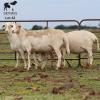 LOT 42 3X MEATMASTER OOI MET LAM/EWE WITH LAMB CHRISTOF GROBLER : 0837812076 - 2