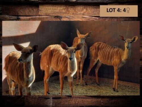 4 X NJALAOOI/NYALA EWE (PER PIECE TO TAKE THE LOT)