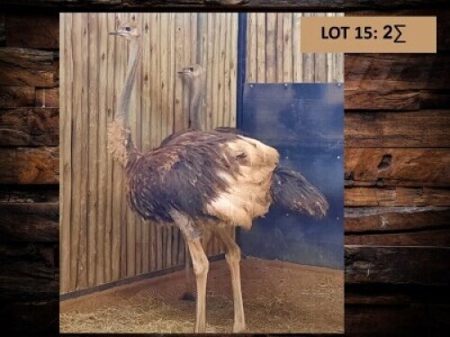 2 X VOLSTRUIS/OSTRICH (PER PIECE TO TAKE THE LOT)