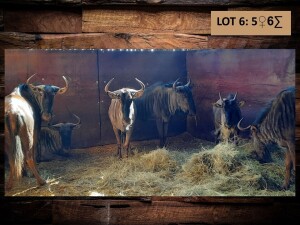 6 X BLOUWILDEBEES/BLUE WILDEBEEST (PER PIECE TO TAKE THE LOT)