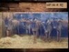 5 X BLOUWILDEBEES/BLUE WILDEBEEST (PER PIECE TO TAKE THE LOT)