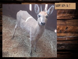 4 X DUIKER PAAR(PER STUK OM LOT TE NEEM)