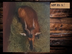 1 X ROOIHARTBEESBUL /RED HEARTBEES BULL 