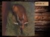 1 X ROOIHARTBEESBUL /RED HEARTBEES BULL