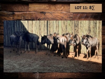 8 X BLOUWILDEBEESBUL JONK/BLUE WILDEBEEST BULL YOUNG (PER PIECE TO TAKE THE LOT)