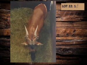 1 X ROOIHARTBEESBUL/RED HEARTBEES BULL