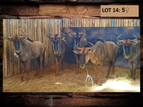 5 X BLOUWILDEBEESKOEI BLUE WILDEBEEST COW (PER PIECE TO TAKE THE LOT)