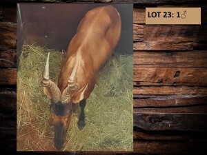 1 X ROOIHARTBEESBUL/RED HEARTBEES BULL