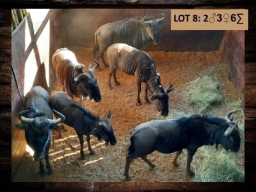 6 X BLOUWILDEBEES/BLUE WILDEBEEST (PER PIECE TO TAKE THE LOT)