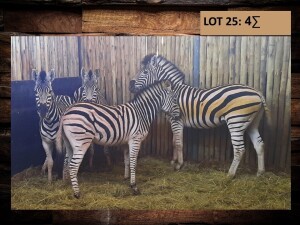 5 X SEBRA/ZEBRA (PER PIECE TO TAKE THE LOT)