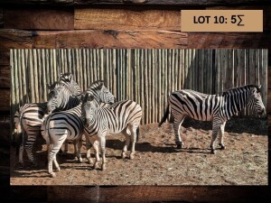 5 X SEBRA/ZEBRA (PER PIECE TO TAKE THE LOT)