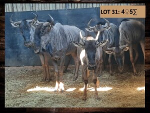 5 X BLOUWILDEBEES/BLUE WILDEBEEST (PER PIECE TO TAKE THE LOT)