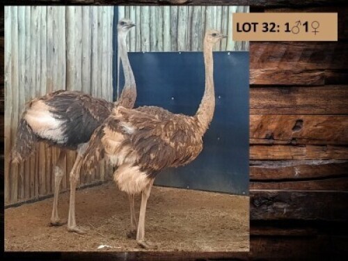 2 X VOLSTRUIS/OSTRICH (PER PIECE TO TAKE THE LOT)