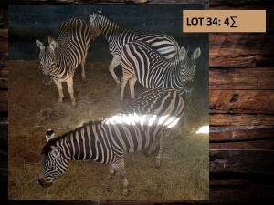 4 X SEBRA/ZEBRA (PER PIECE TO TAKE THE LOT)