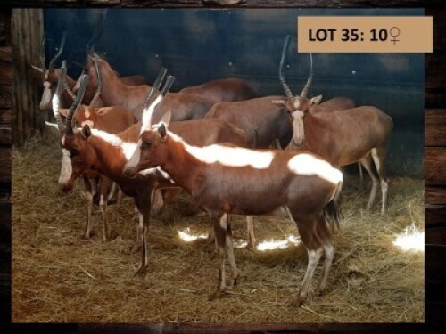 10X BLESBOKOOIE/BLESBUCK EWE (PER PIECE TO TAKE THE LOT)
