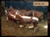 10X BLESBOKOOIE/BLESBUCK EWE (PER PIECE TO TAKE THE LOT)