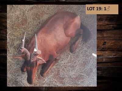 1 X ROOIHARTBEESBUL/RED HEARTBEES BULL